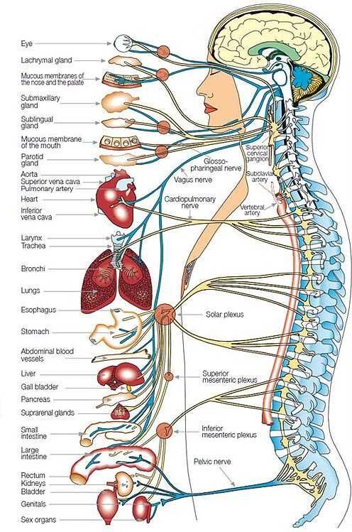 Autonomic-system-1-1