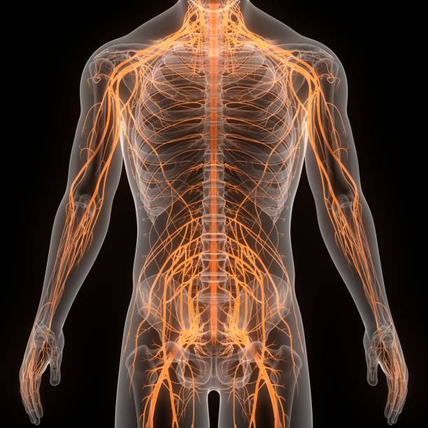 3D Illustration Concept of Central Organ of Human Nervous System Brain Anatomy
